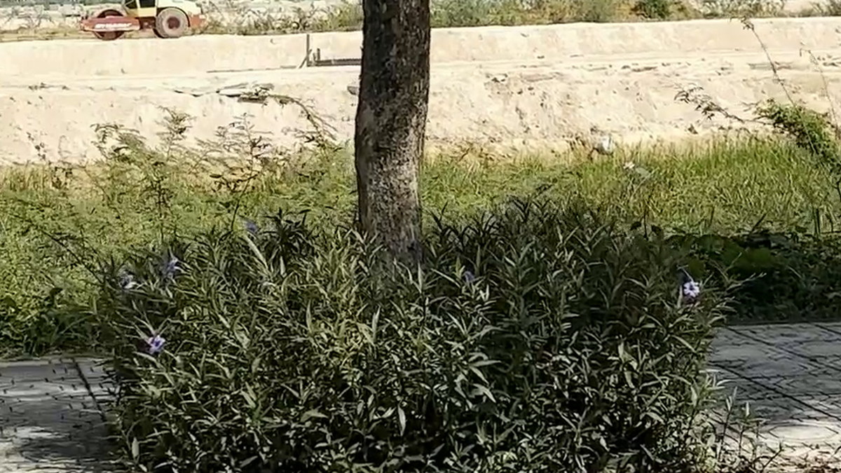 Phần đất khu đô thị Tây Bắc Tam Kỳ đã san nền nhìn từ vỉa hè trục Tôn Thất Tùng, bên ngoài là bụi cây và vỉa hè lát gạch