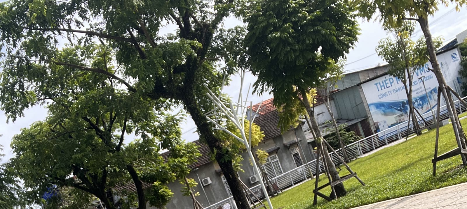 Hàng cây xanh lớn dọc đường Trần Quang Diệu Tam Kỳ, nhà phố mái ngói phía sau