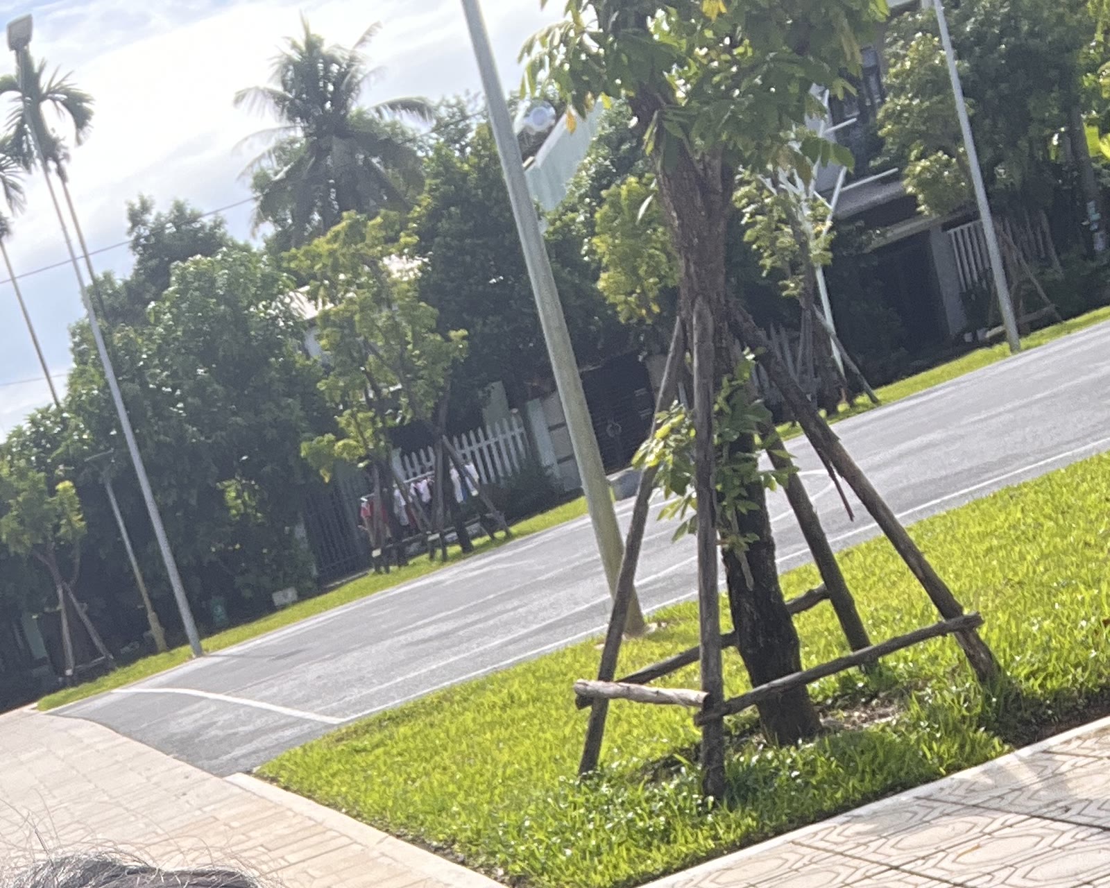 Lối đi bộ trong công viên An Sơn Tam Kỳ, cây non được chống cọc, nhà phố hai tầng phía sau