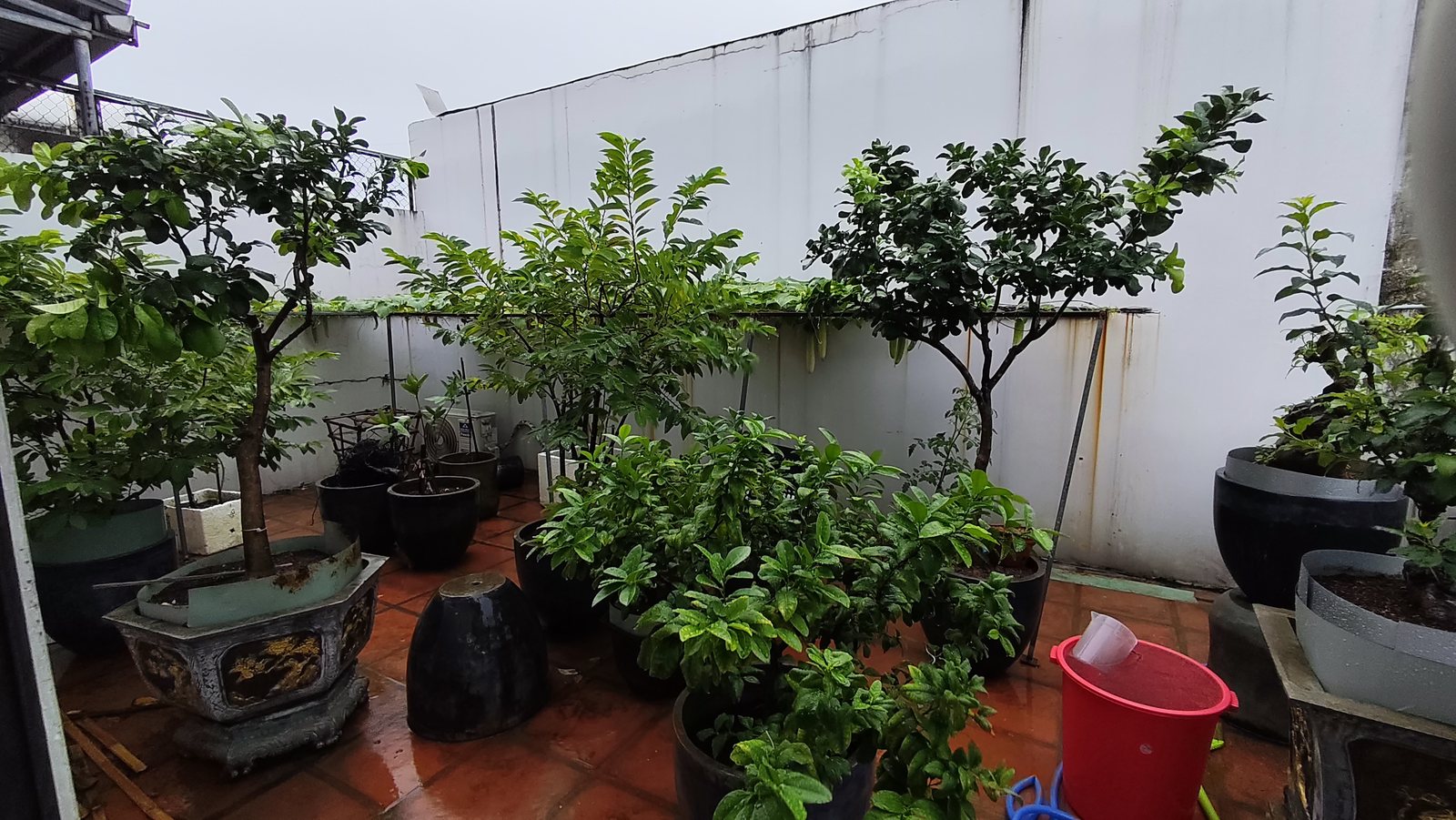 Sân thượng tầng 3 trồng nhiều chậu cây ăn trái và cây cảnh, nhà 3 tầng phường Bàn Thạch Tam Kỳ
